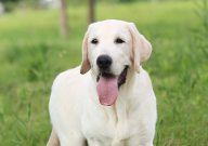 拉布拉多犬能吃米飯嗎（為什么）